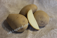 Сорт Надежда картофель семенной 2 кг.