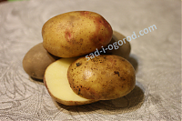 ОпубликованТовар или услугаСорт Picasso (Пикассо) картофель семенной 2кг