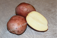Сорт Рябинушка. Картофель семенной 2 кг.