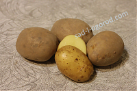 Сорт Салин картофель семенной 2кг