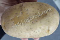 сорт Вега картофель семенной