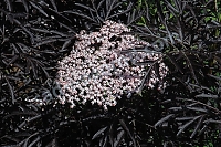 Sambucus nigra Black Lace