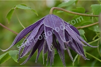 Клематис Виолет Сюрпрайз Clematis alpina Violet Surprise PBR