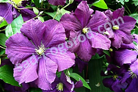 Клематис Etoile violette